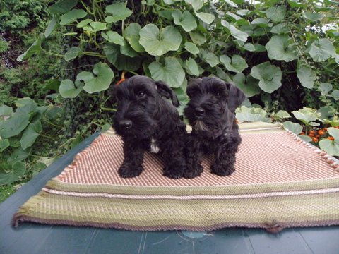 �esk� teri�r - �t��ata fenky s PP