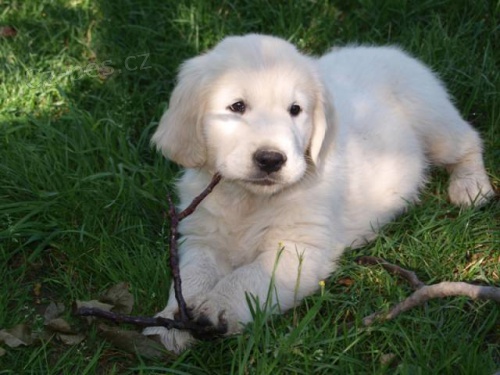 Zlat� retr�vr - �t���tka s PP