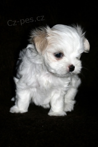 �pi�kov� malt�z��ek s PP