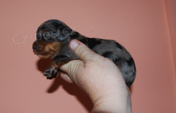 �t���tka dlouhosrst�ch jezev��k�