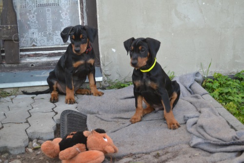 N�meck� pin� �t���tka s PP