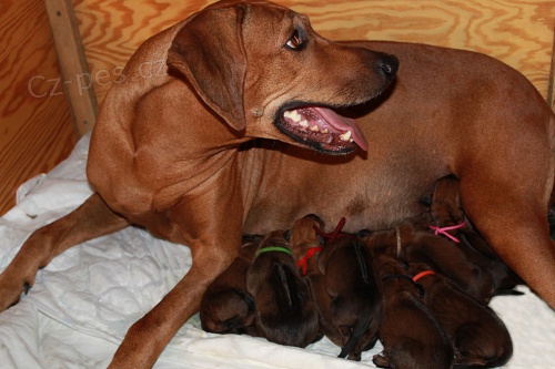 Rhod�sk� Ridgeback �t���tka s PP. 