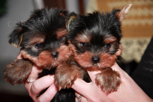 prod�m fene�ku a pejska