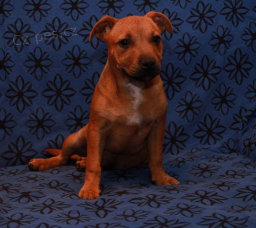 Staford��rsk� bullterier s PP