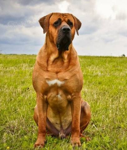 Tosa Inu - nab�dka kryt� inter�ampionem