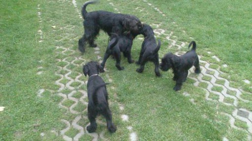 Kn�ra� st�edn� �ern�