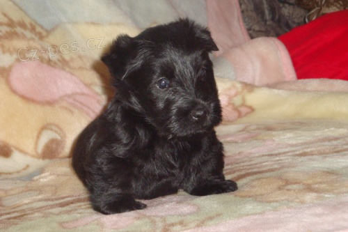 Skotsk� teri�r - prodej �t���tek