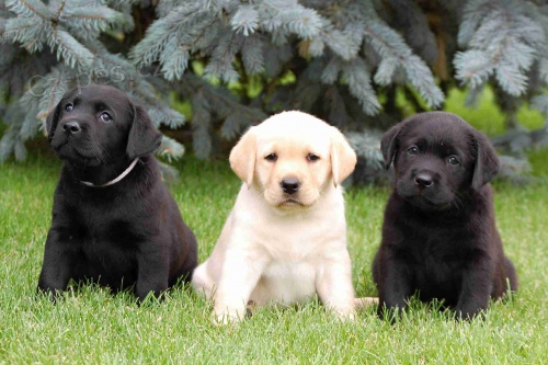 �t���tka labradorsk�ho retr�vra s PP