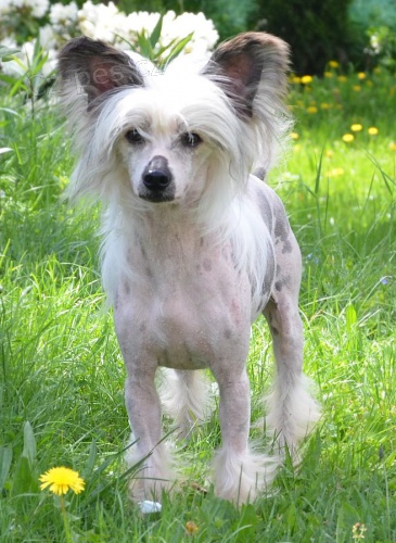 ��nsk� chocholat� pes nah��