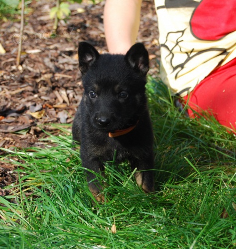 N�meck� ov��k