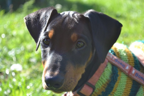 N�meck� pin� �t���tko s PP