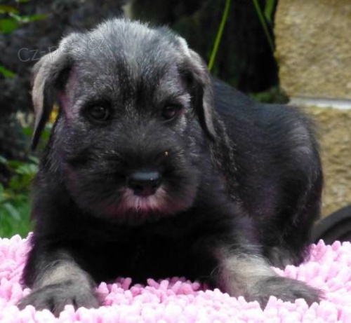 Kn�ra� st�edn� P+S