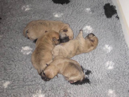 �t���tka kern terier�