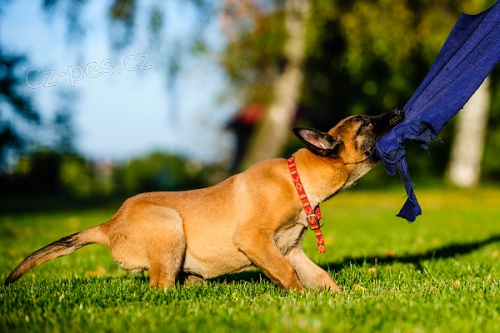 ����ata Malinois