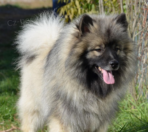 vl�� �pic keeshond