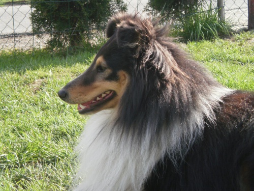SHELTIE KRYT�
