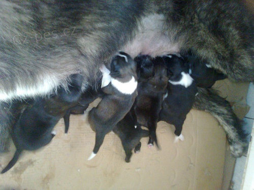 Kavkazsk� pasteveck� pes - REZERVACE