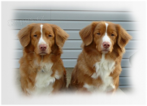 Koup�m FENU Nova Scotia duck tolling retriever