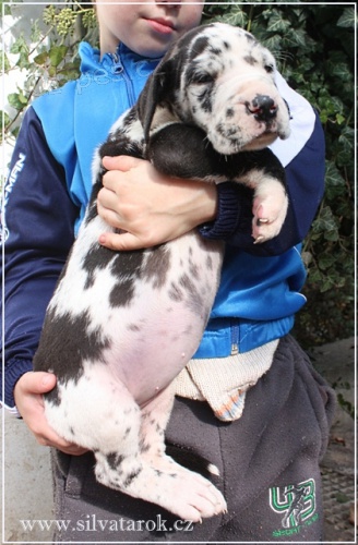 N�meck� doga, perspektivn� �t���tka s PP