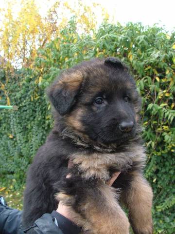 �t��ata n�m. ov��ka ihned i dlouhosrst�