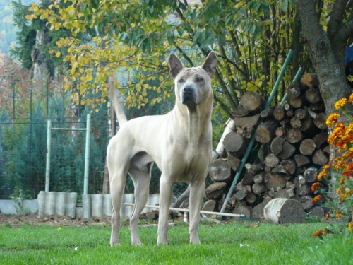 �lovensk� juniorchampion