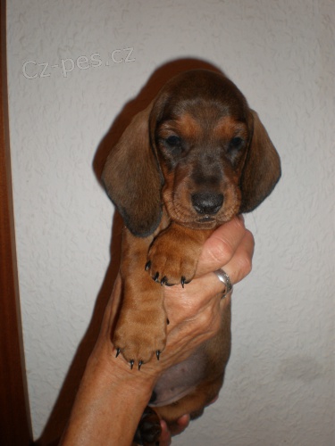 JEZEV��K HLADKOSRST� STANDARD