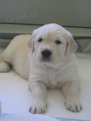 Zlat� retr�vr s PP-smetanov� �t�nda