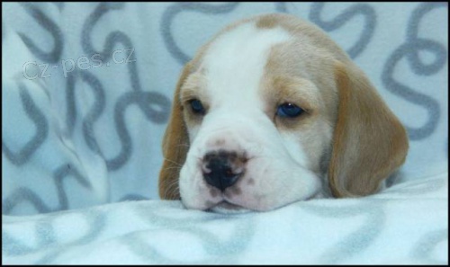 �t��ata b�gla (beagla) s PP