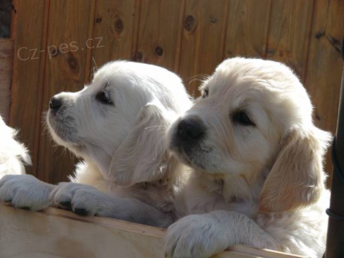 Zlat� retr�vr - �t���tka k odb�ru