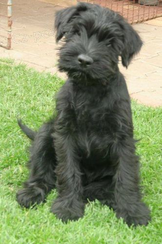 kn�ra� st�edn� �ern�