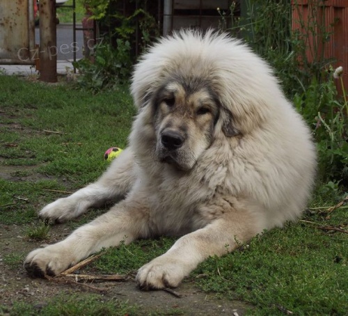 Tibetsk� doga - nab�z�me �t��ata s PP