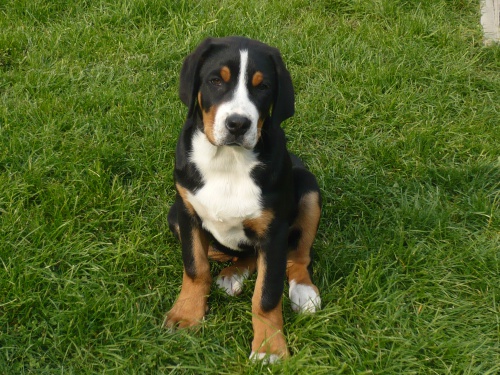 �t�n� Velk�ho �v�cara