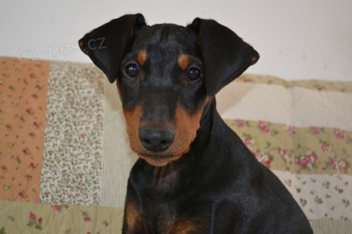 N�meck� pin� �t�n� s PP