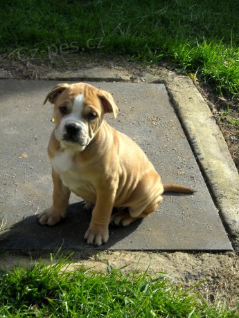Mallorsk� doga, Perro de Presa Mallorquin, Ca de Bou