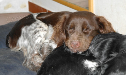 �t��ata breta�sk�ho oha�e s PP