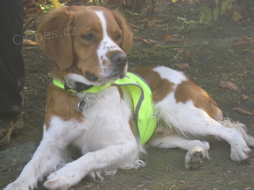 �t��ata breta�sk�ho oha�e s PP