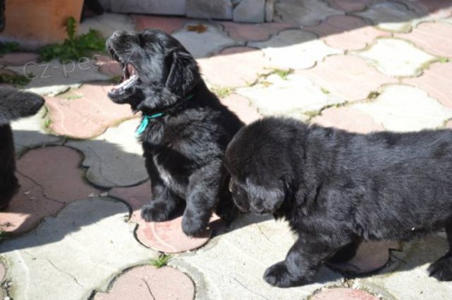 Novofundlandsk� pes