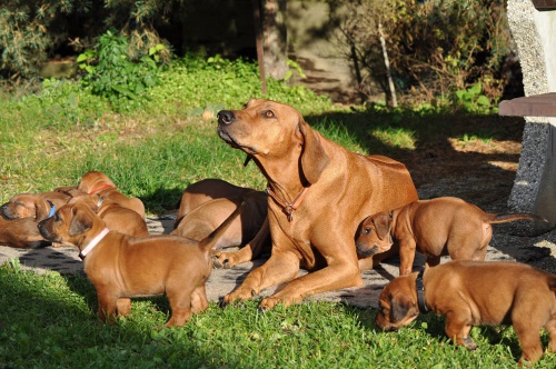 Rhod�sk� Ridgeback �t���tka s PP. 