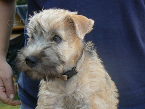 Irsk� jemnosrst� p�eni�n� teri�r