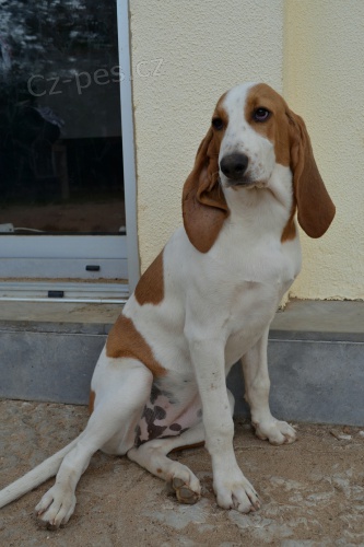 �V�CARSK� HONI� �t���tko