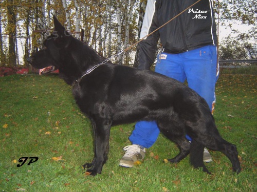 N�meck� ov��k - kryt�