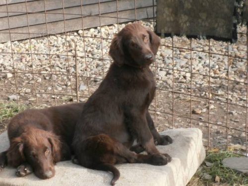 Flat coated retriever s PP - hn�d� �t���tka