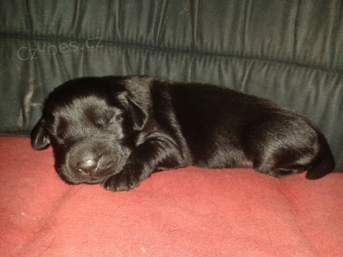 �t���tka Flat coated retriever