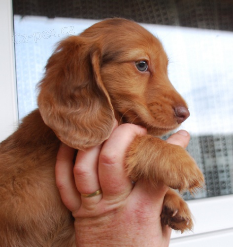 �t���tka dlouhosrst�ch jezev��k�