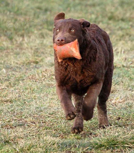 Chesapeake bay retr�vr