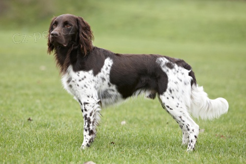 �t��ata ihned k odb�ru