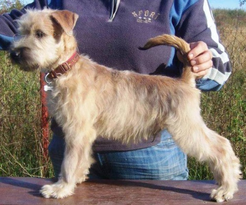 Irsk� jemnosrst� p�eni�n� teri�r