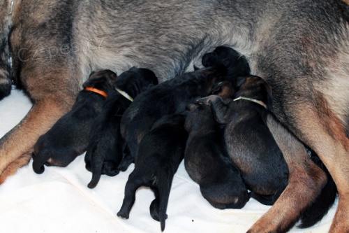 N�meck� ov��k - �t��ata s PP