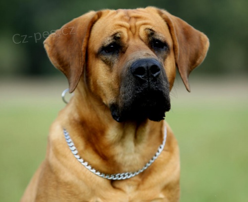 Tosa Inu - �t���tkka s PP 