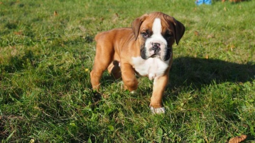 �t���tka box�ra